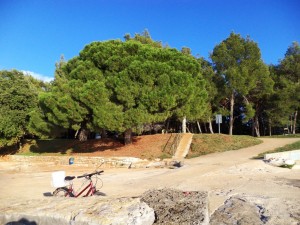 Pineta 13-15.9 (9)